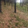 Lot 21 Piccadilly Place sold home in Brevard, SC