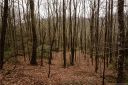 Lot 170 Poplar Drive sold home in Lake Lure, SC