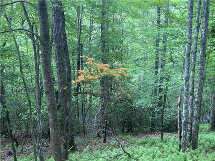Lot 1 Sassafras Road sold home in Idlewild, Cedar Mountain, NC