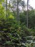 Lot 17 Rock Creek Trail Road sold home in Brevard, SC