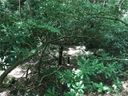 Tbd Nors Way 34 sold home in Lake Lure, SC