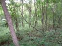 955 Brandywine Road 411 sold home in Waynesville, SC