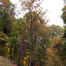 375 Buck Drive