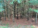 Tbd Timberwilde Court 27 & 28 sold home in Laurel Springs, SC