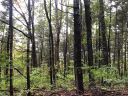 Tbd Livingston Road sold home in Fletcher, SC