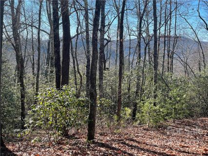 0000 Laurel Thicket None 100/101