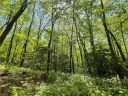 0000 Big Branch Road 53 sold home in Brevard, SC
