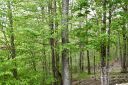 153 Hornbeam Road B/115 sold home in Beech Mountain, SC