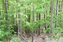 205 Locust Ridge Road C/480 sold home in Beech Mountain, SC