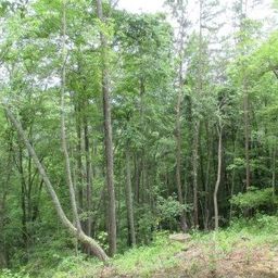 Lot 37 Deeplow Gap None