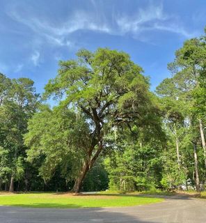 6301 Buttonbush Drive Lot 8