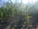 Lot 37 Ravenwood Circle sold home in Piedmont, SC