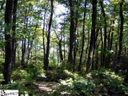 0 Bella Vista Court Cv-Cm-7 Valley, Corbin Mountain, Lot 7 sold home in Zirconia, SC