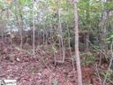 329 Woodmere Drive Lot 97 sold home in Pickens, SC