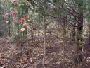 137 E Peninsula Drive sold home in Laurens, SC