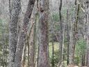 211 Luberon Lane sold home in Travelers Rest, SC