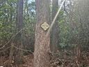 68 Conifer Falls Road sold home in Cleveland, SC
