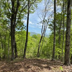 100 Wood Violet Trail