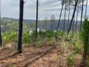 235 Coveside Lane sold home in Six Mile, SC