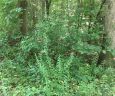 Lot 30 Fox Run Road sold home in Walhalla, SC