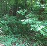 Lot 31 Den Ridge Drive sold home in Walhalla, SC