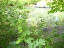 Lot 30 Clearwater, 209 Bimini Drive Waterfront, not dockable sold home in Seneca, SC
