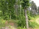 Lot 58 Four Pointes Natures View Drive sold home in Salem, SC