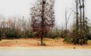 176 Carolina Oaks Drive sold home in Fountain Inn, SC