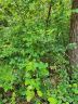 0 Lot 49 Tabor Ramp Road sold home in Westminster, SC